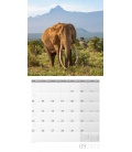 Nástěnný kalendář Sloni / Elefanten Kalender 2023