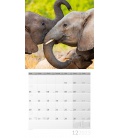 Wall calendar Elefanten Kalender 2023