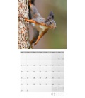 Nástěnný kalendář Veverky / Eichhörnchen Kalender 2023