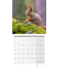 Wandkalender Eichhörnchen Kalender 2023