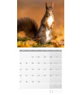 Nástěnný kalendář Veverky / Eichhörnchen Kalender 2023