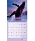 Wall calendar Alles wird gut! Kalender 2023