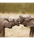 Wandkalender poznámkový Šťastní sloni 2023