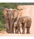 Wandkalender poznámkový Šťastní sloni 2023