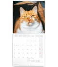Nástěnný kalendář poznámkový Kočky 2023