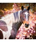Wandkalender poznámkový Koně – Christiane Slawik 2023