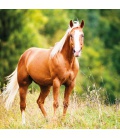 Wandkalender poznámkový Koně – Christiane Slawik 2023
