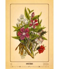 Wall calendar Herbarium 2024