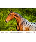 Nástěnný kalendář Horses/Pferde/Koně/Kone 2024