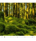 Wall calendar Forest/Wald/Les 2024