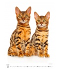 Wandkalender Kittens/Katzenbabys/Koťátka/Mačičky 2024
