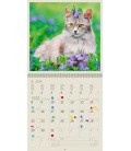 Wall calendar Cats 2024