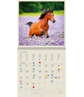 Nástěnný kalendář Horses 2024