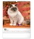 Nástěnný kalendář Kočky 2024