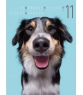 Wall calendar Funny Dogs 2024