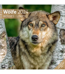 Wall calendar Wolves 2024