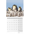 Wall calendar Penguins 2024