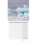 Wall calendar Penguins 2024