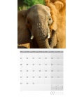Wall calendar Elephants 2024