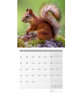 Wall calendar Squirrels 2024