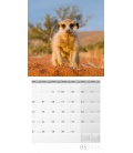 Wall calendar Meerkats 2024
