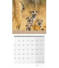 Wall calendar Meerkats 2024