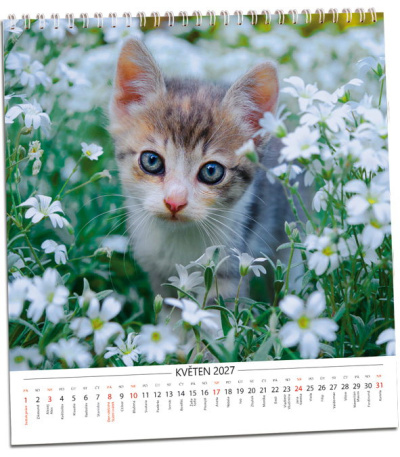 Nástěnný kalendář Koťata 2027 - AKN348-27 2