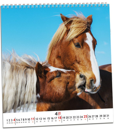 Nástěnný kalendář Koně 2027 - AKN346-27 2