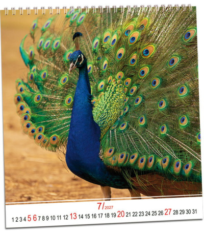Nástěnný kalendář Zvířata 2027 - AKN350-27 2