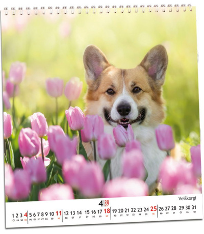 Nástěnný kalendář Pes - věrný přítel ... - AKN347-27 2
