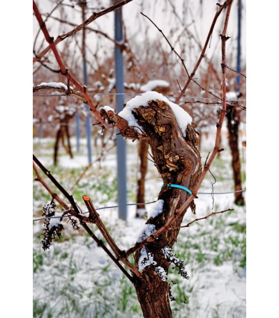 Nástěnný kalendář Víno - A3 2027 - BNF1-27 2