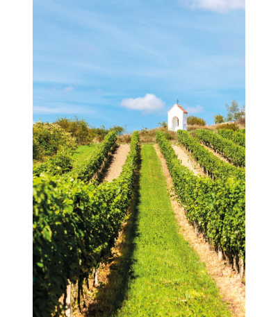 Nástěnný kalendář Víno - A3 2027 - BNF1-27 7