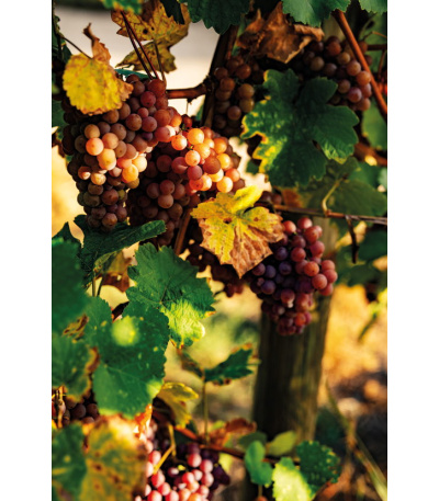 Nástěnný kalendář Víno - A3 2027 - BNF1-27 10