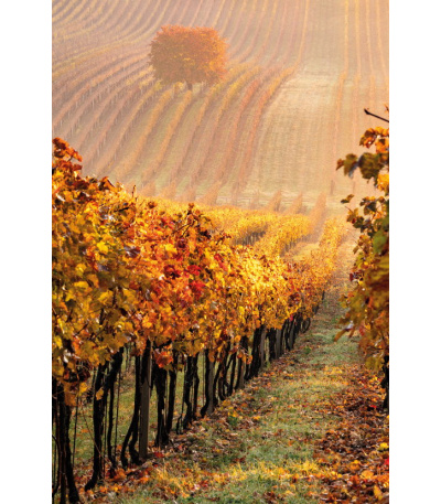 Nástěnný kalendář Víno - A3 2027 - BNF1-27 11