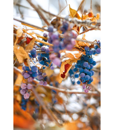 Nástěnný kalendář Víno - A3 2027 - BNF1-27 12