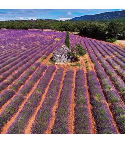 Nástěnný kalendář poznámkový Provence... - BNL5-27 2