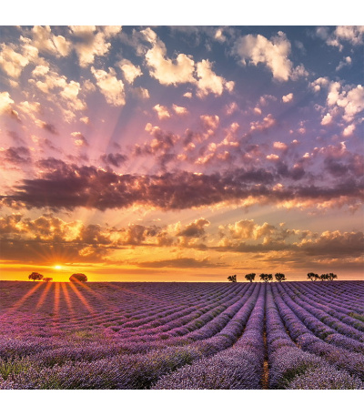 Nástěnný kalendář poznámkový Provence... - BNL5-27 6