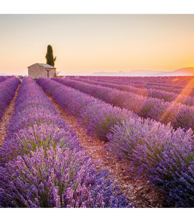 Nástěnný kalendář poznámkový Provence... - BNL5-27 8
