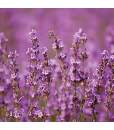 Nástěnný kalendář poznámkový Provence... - BNL5-27 9