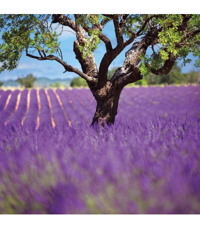 Nástěnný kalendář poznámkový Provence... - BNL5-27 10