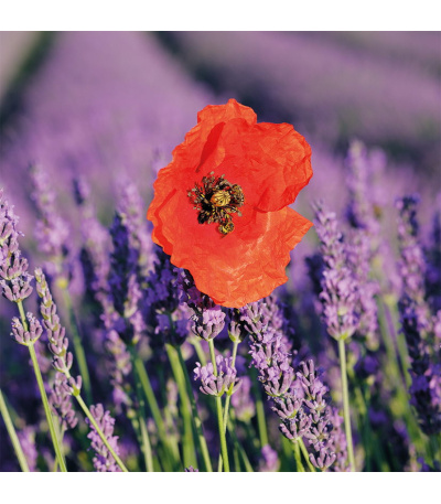 Nástěnný kalendář poznámkový Provence... - BNL5-27 12