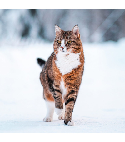 Nástěnný kalendář poznámkový Kočky 2027 - BNL1-27 2