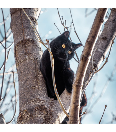 Nástěnný kalendář poznámkový Kočky 2027 - BNL1-27 3