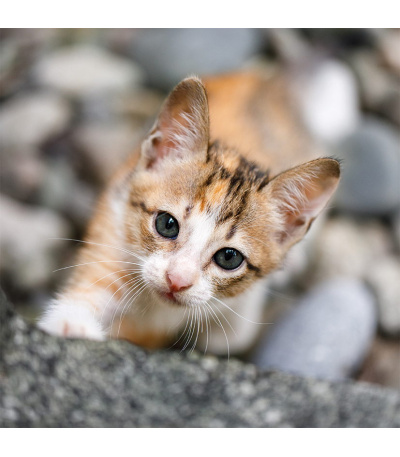 Nástěnný kalendář poznámkový Kočky 2027 - BNL1-27 4