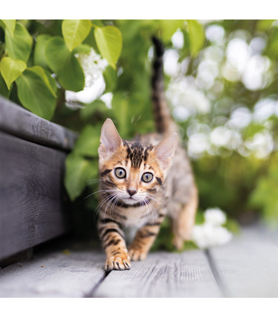 Nástěnný kalendář poznámkový Kočky 2027 - BNL1-27 5