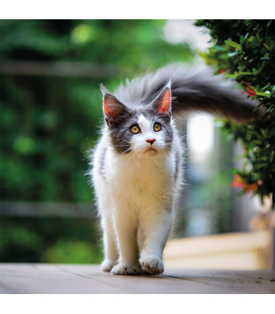 Nástěnný kalendář poznámkový Kočky 2027 - BNL1-27 6