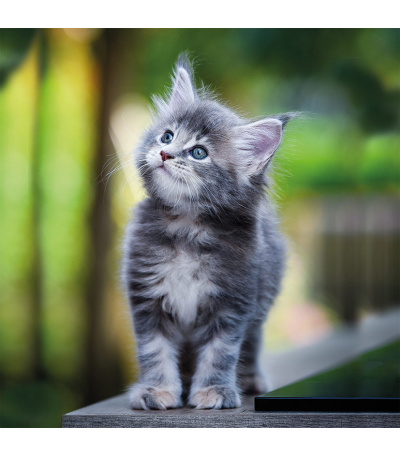 Nástěnný kalendář poznámkový Kočky 2027 - BNL1-27 7