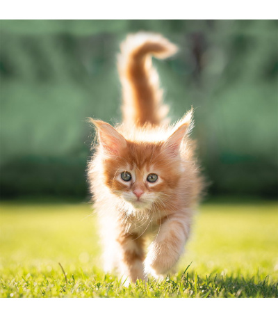 Nástěnný kalendář poznámkový Kočky 2027 - BNL1-27 8