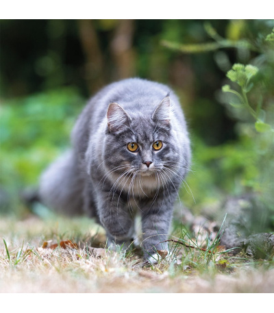 Nástěnný kalendář poznámkový Kočky 2027 - BNL1-27 9