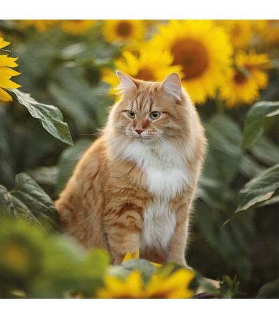 Nástěnný kalendář poznámkový Kočky 2027 - BNL1-27 10